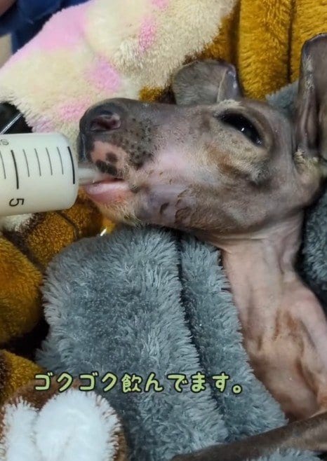 【動物園】飼育員に助けられたカンガルーの赤ちゃん「早く仲間の元に帰ろうね」人工哺育を受ける姿に感動の声多数！【愛媛県】