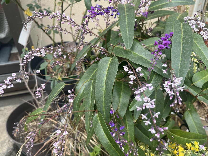 LIMOガーデニング部撮影