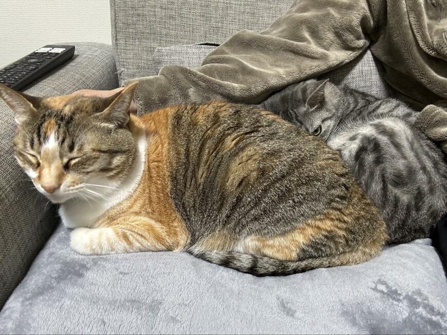 「ギャップえぐい」なでなで中とそうじゃない時の猫　まさかの違いに笑っちゃう