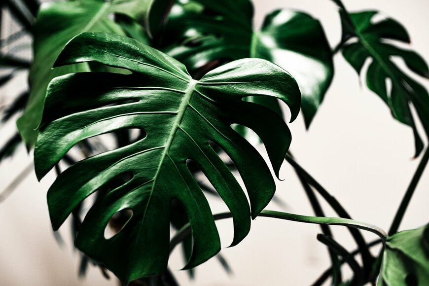 モンステラ（kjnk/Shutterstock.com）