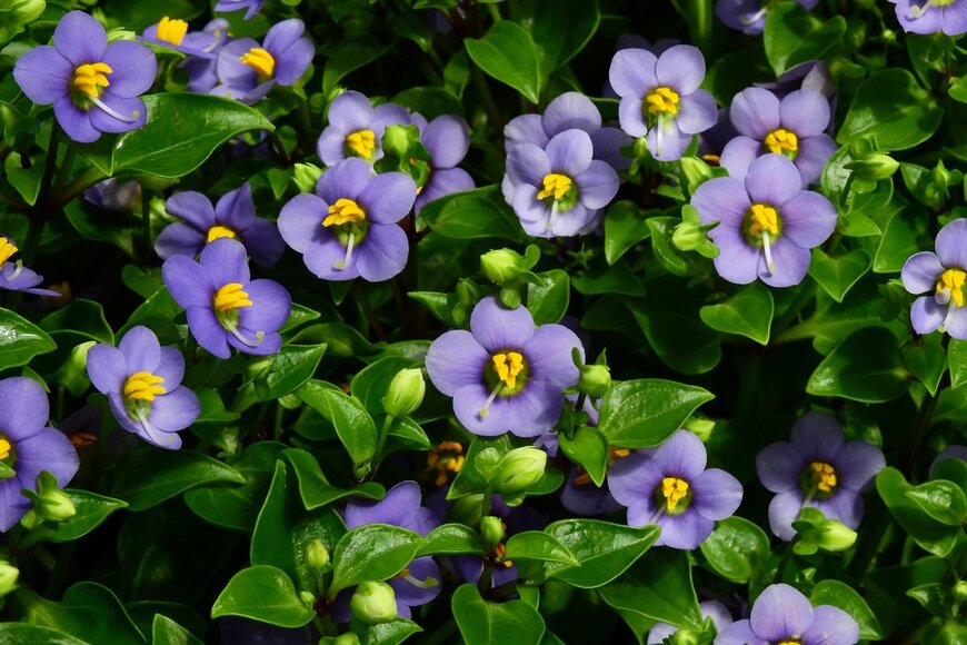 komkrit Preechachanwate/shutterstock.com