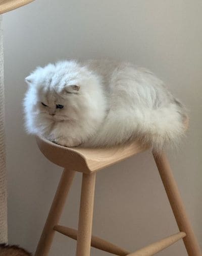 出所：@momosuikitty