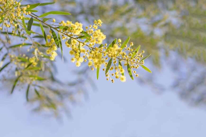 Sherjaca/Shutterstock.com