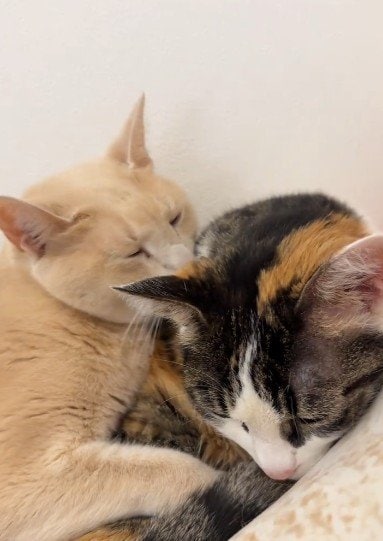 出所：＠mochimochi_brothers