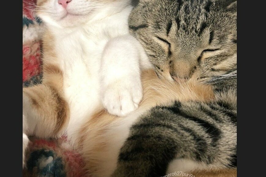 大切な妹を抱きしめる兄　保護猫達の日常に「愛しかない」と反響【2023年03月ベストセレクション】