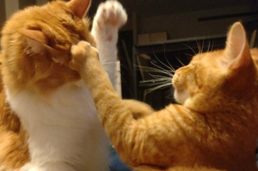かわいすぎる…猫の「叩いてかぶってジャンケンポン」がTwitterで話題に！2匹のたわむれに癒される