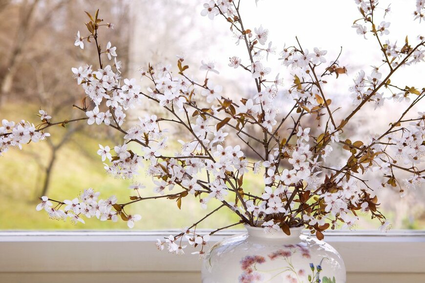【ガーデニング】春のインテリアは「枝もの」で華やかに！存在感抜群のお洒落な植物6選