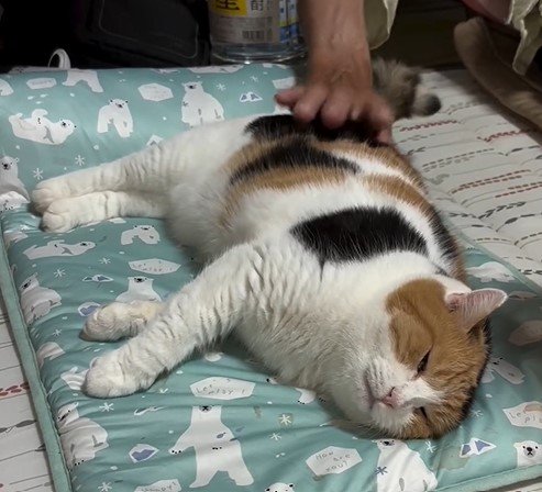 ポンポンされる猫