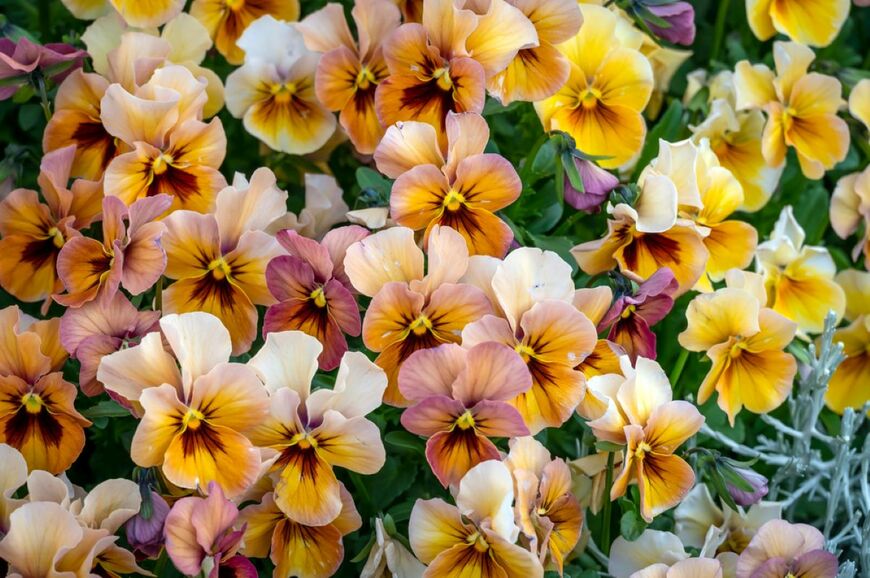 黄色やアプリコットオレンジの花を咲かせている、パンジー・ビオラ