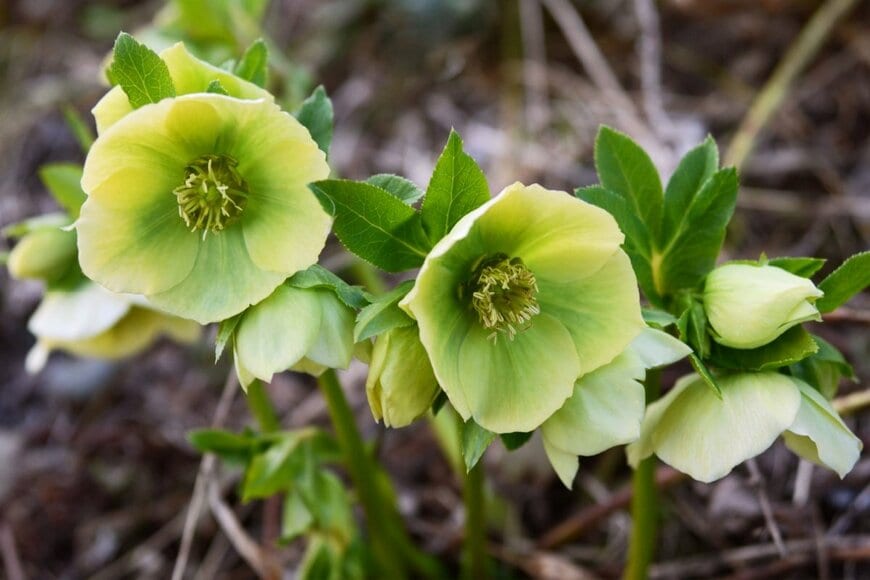 グリーンのクリスマスローズが咲いている