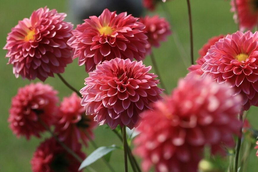 ワインレッドの花を咲かせている、ダリア