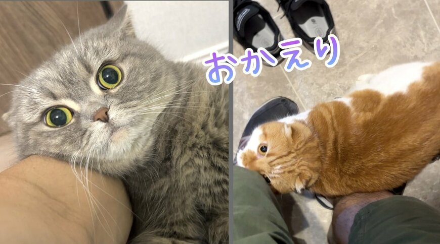 2匹の猫