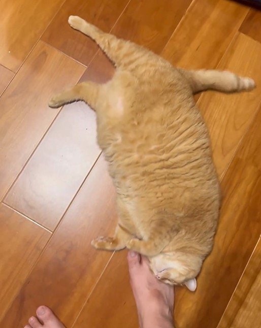 一緒に寝たい猫