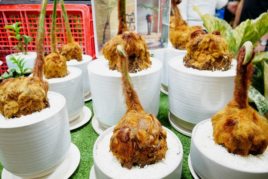 キンモウコウ（タカワラビ）