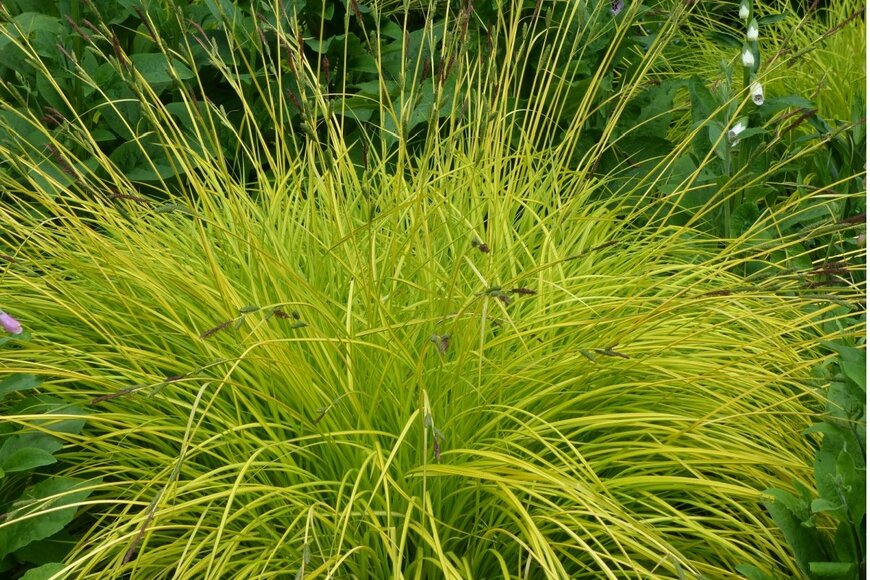 明るい緑色の葉をもつカレックス