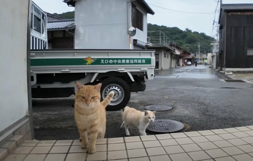 猫の顔