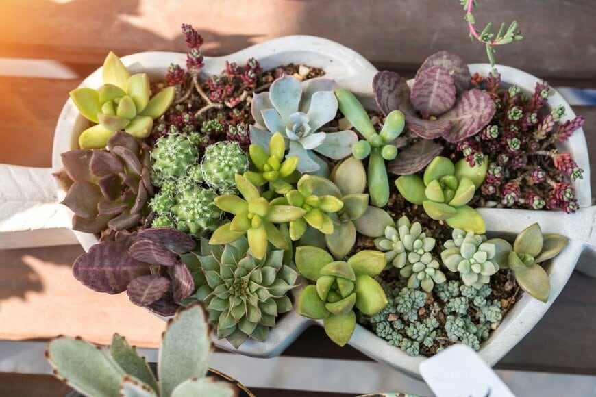 多肉植物の寄せ植え