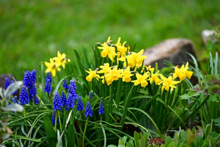 黄色いスイセンと、青いムスカリの花