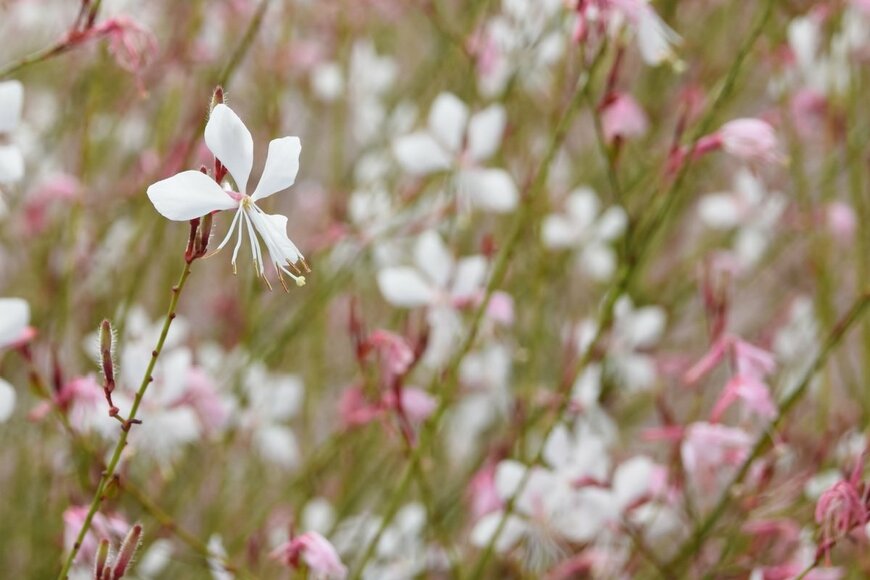 白いガウラの花