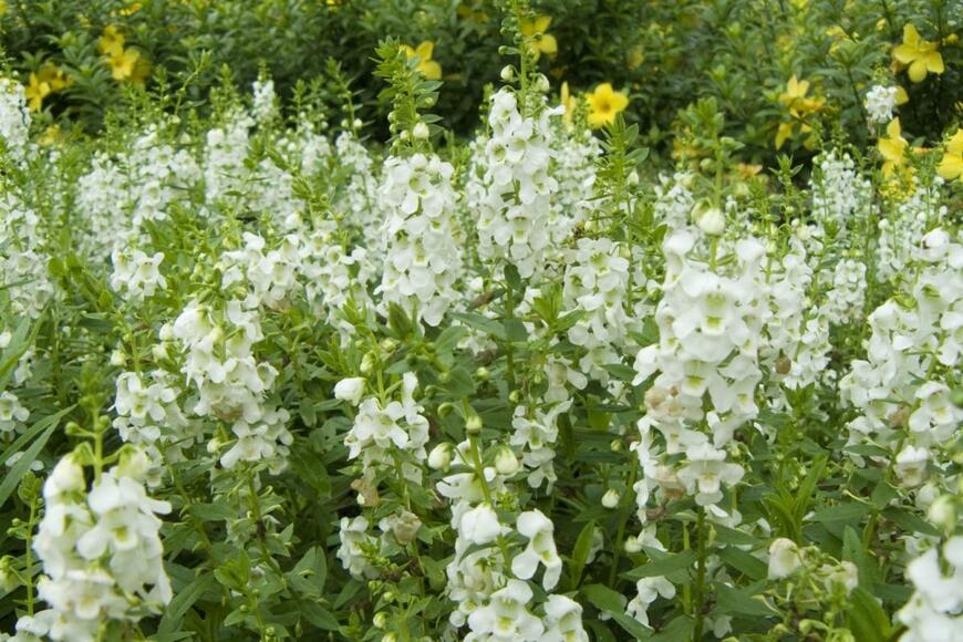 白いアンゲロニアの花