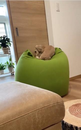 ヨギボーに乗る犬