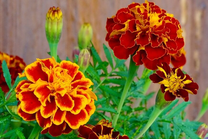 オレンジ色の花を咲かせている、マリーゴールド