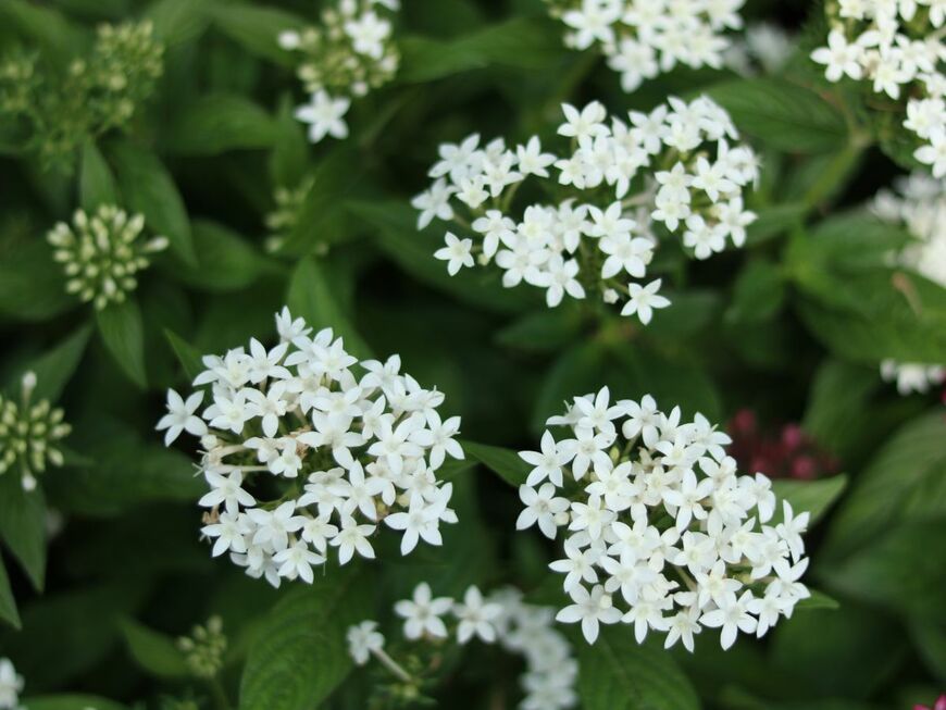 コンパクトにまとまり、星形の小花がキュートな「ペンタス」