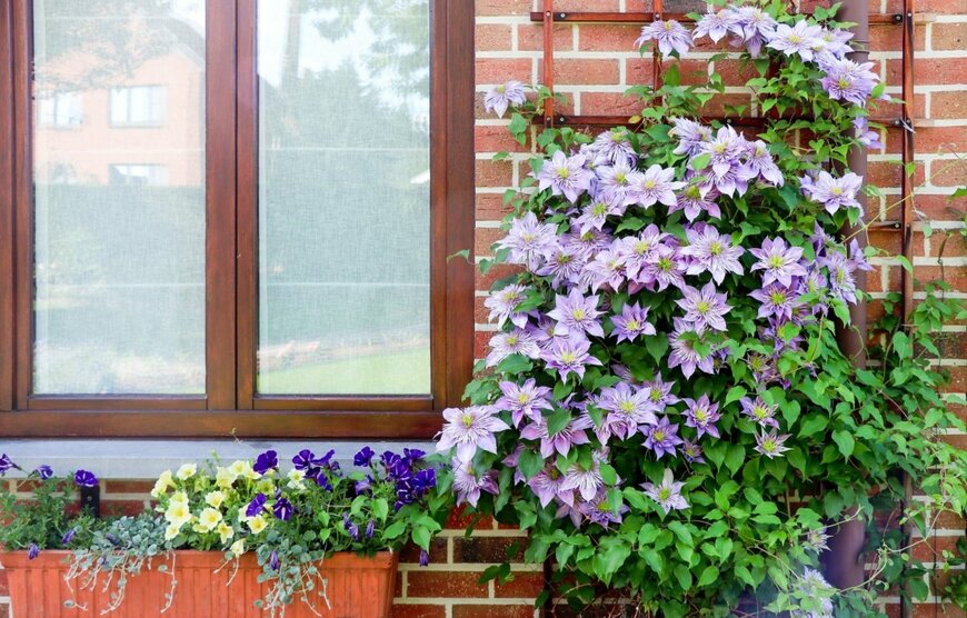 植木鉢に植えられた、薄紫色のクレマチス