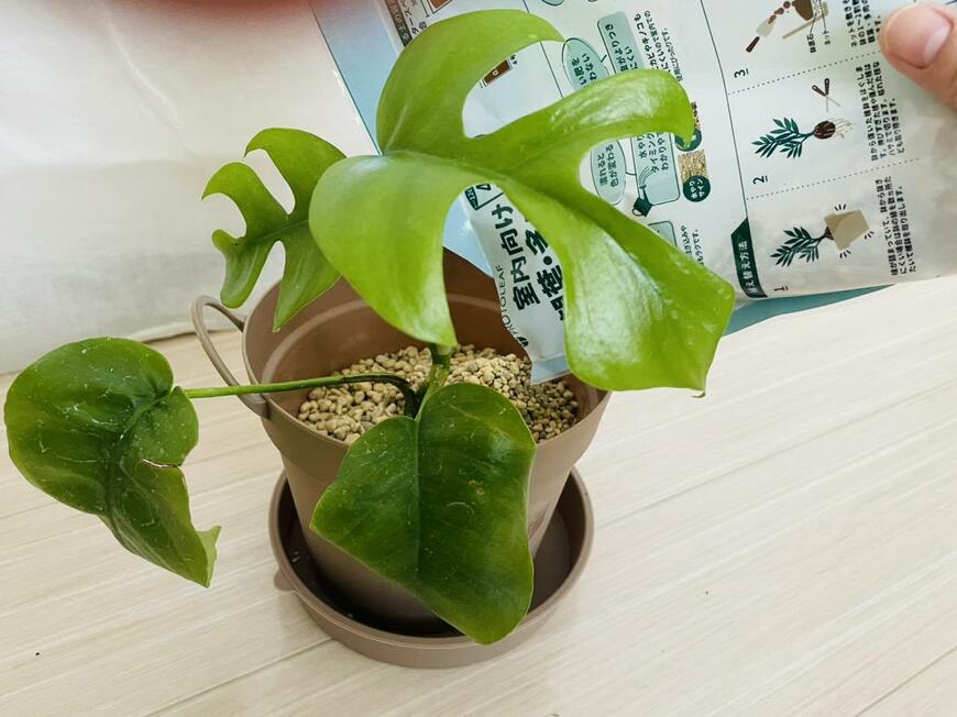 ダイソーの観葉植物用アイテムをレビュー