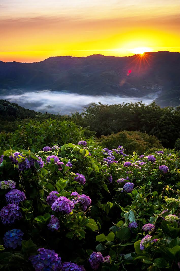 紫陽花と雲海
