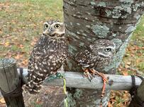 「どこにいる？」木と同化したように見えるフクロウさん　ぱっちりお目目ですました表情も可愛い