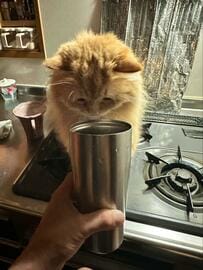 氷水を飲もうとしたら　猫がとった行動に思わず笑ってしまう