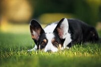 愛犬との散歩中「小さな子供」にかけられた一言　「まさかの発想」が話題に