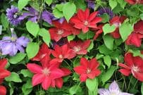 【ガーデニング】麗しのクレマチス「ツル性植物の女王」をお庭に迎えてみませんか？