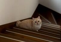 【悶絶】飼い主と猫が追いかけっこしたら…予想外の展開！猫が見せた表情が可愛すぎる