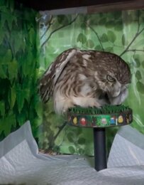 【仁義を切るフクロウ】まさかの「おひけぇなすって」が決めポーズ！？凄みのある姿が笑いを誘う