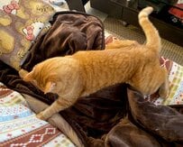【探し物中？】毛布を一生懸命めくる猫ちゃんの姿が愛らしすぎる...夢中な様子にホッコリ
