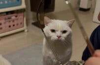 真剣なお顔でメガネを見つめる猫ちゃんは「眉間のシワ」がチャームポイント！表情の渋さに1万3000いいね