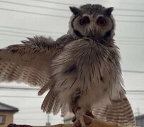 【気分上々】翼を広げるフクロウ...雨を楽しむ様子が微笑ましくて癒される！「笑顔の魔法にかけられる」の声も