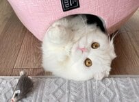 「もふもふがはみ出てる」くりくりおめめの猫→独特なくつろぎスタイルに笑ってしまう