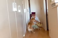 実家に3日間預けた犬を迎えにいくと…　飼い犬の「まさかのリアクション」にショックを受けることに
