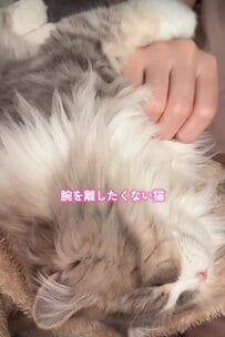 【腕を離したくない猫】飼い主さんの腕を片時も離したくない！甘えん坊な子猫がかわいすぎると話題　