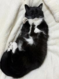 【猫文字が完成】菩薩のような寝姿…と思ったら？！引きで見たときの姿に思わず爆笑