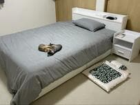 子猫用の布団を用意した結果……予想外の展開に7.7万「いいね」