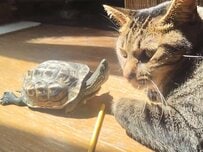「唇を狙っている」亀が猫の口元に首をぐっと伸ばすも…狙いはうまくいかず、種族の違う2匹の関係が愛らしい