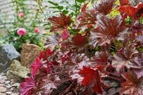 【ガーデニング】カラフルな葉を楽しむ！リーフプランツおすすめ10選、葉が主役のステキな庭づくり