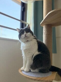 飼い主の手に「触っちゃイヤです」ツンデレ猫が見せた全力の拒否ポーズに注目