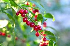 【秋におしゃれな実がなる木】玄関先の狭いスペースや鉢植えでも育てやすい《小さめ低木》3選