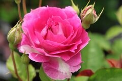 【栽培歴30年ガーデナーおすすめ】暑さに強くて育てやすい《日本生まれのバラ》6選＆その魅力