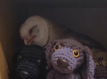メンフクロウを探せ】「メンフクロウはど～こだ？」難易度が高